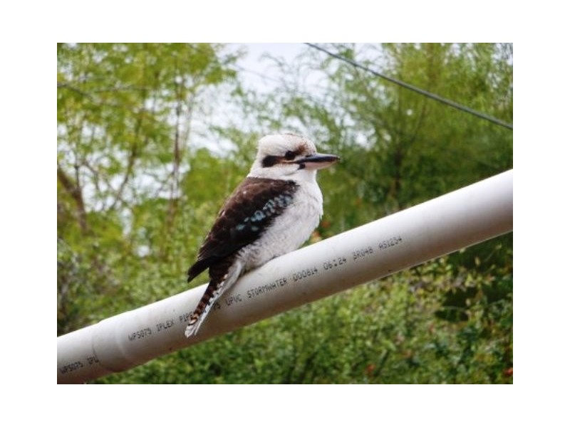 11 Alison Avenue, Blackwood SA 5051