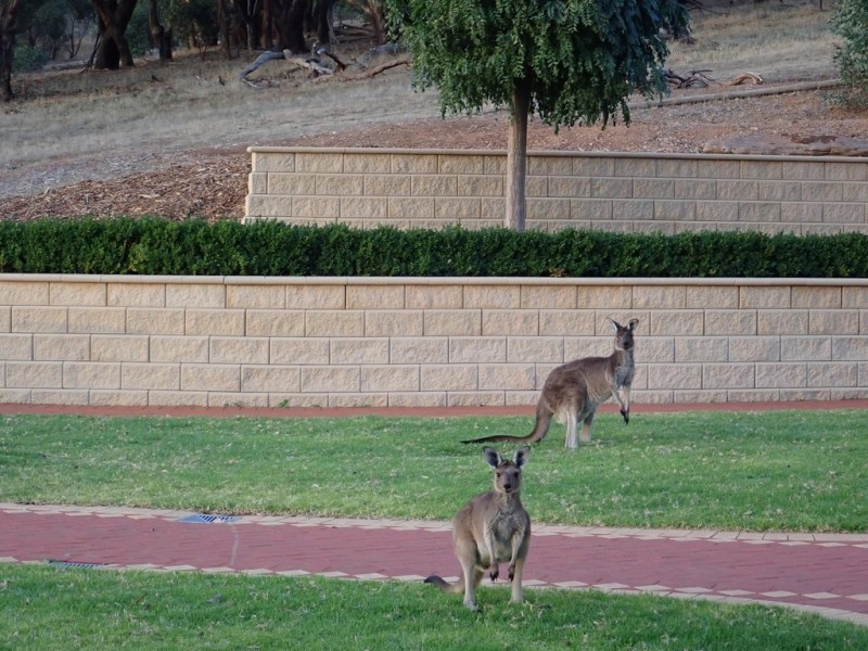 88 MITCHELL ROAD, Chandlers Hill SA 5159