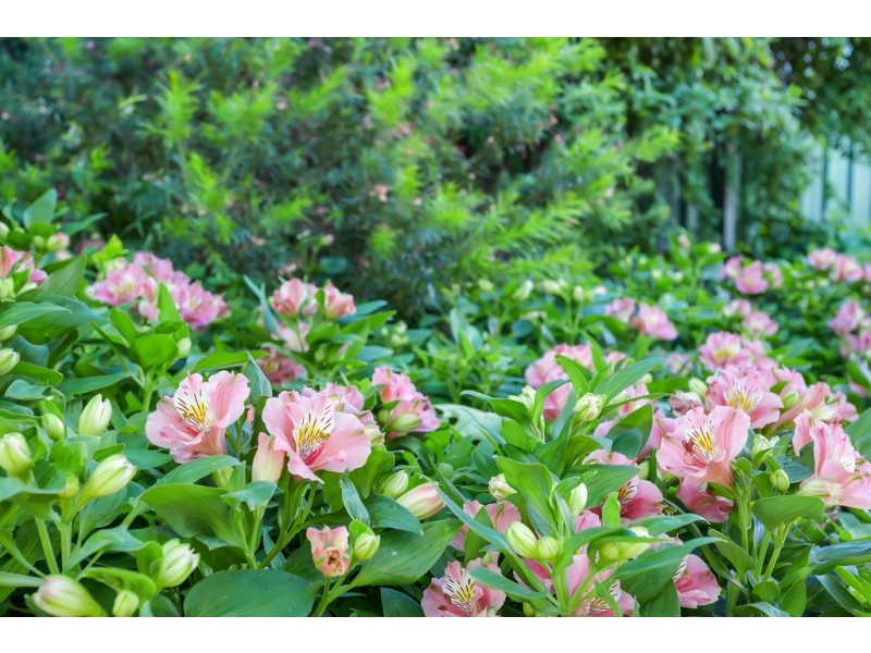 3 Jo Court, Aberfoyle Park SA 5159