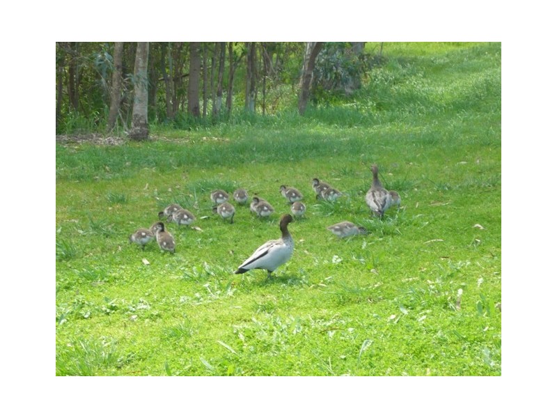 33 Highfield Drive, Craigburn Farm SA 5051