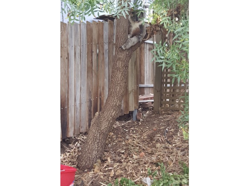 48 Melton Street, Blackwood SA 5051