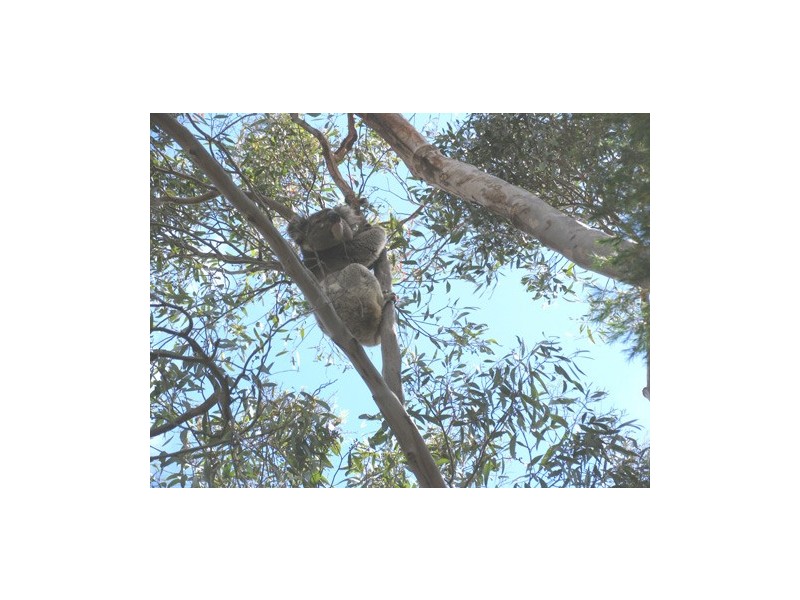 13 GREVILLEA WAY, Belair SA 5052