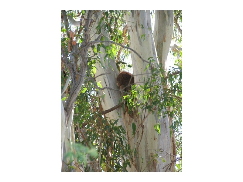 6 Yalanda Street, Eden Hills SA 5050