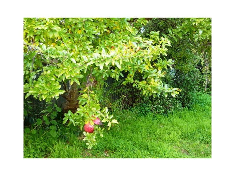 34 Collingwood Ave, Hazelwood Park SA 5066