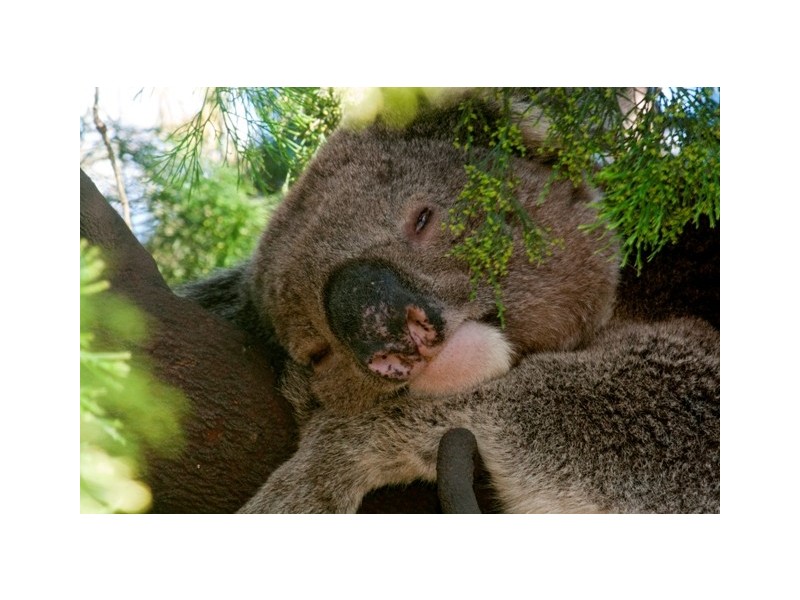 23 Blackthorn Avenue, Hawthorndene SA 5051