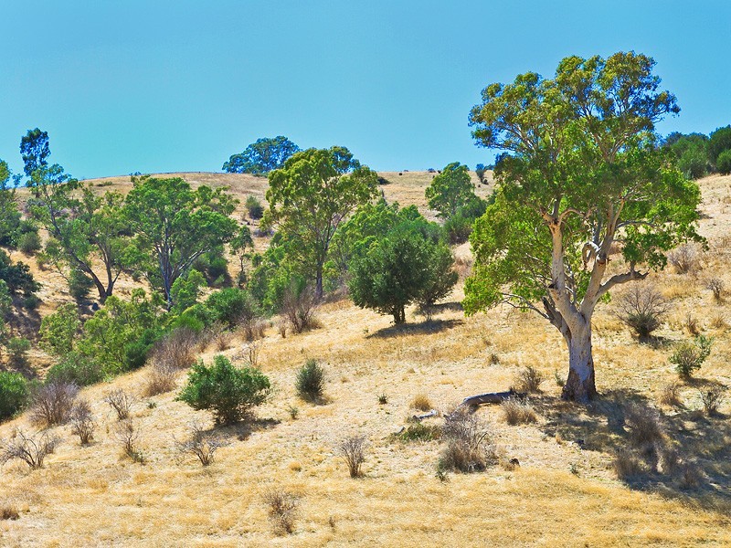 20 The Walk, Coromandel Valley SA 5051