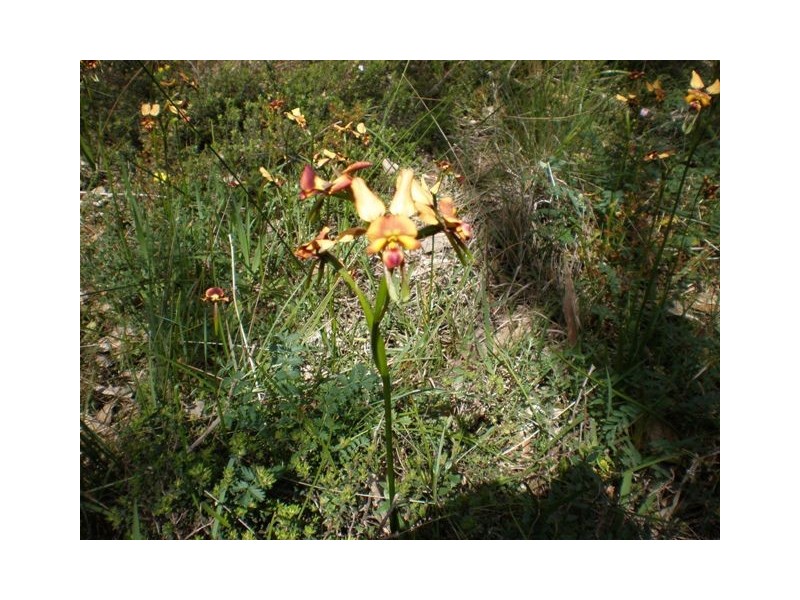 625 Ackland Hill Road, Coromandel East SA 5157