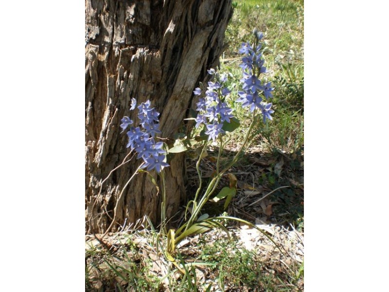 625 Ackland Hill Road, Coromandel East SA 5157