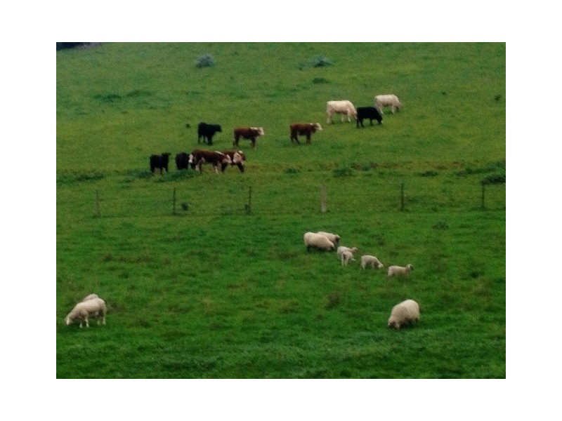 11 Mews Way, Coromandel Valley SA 5051