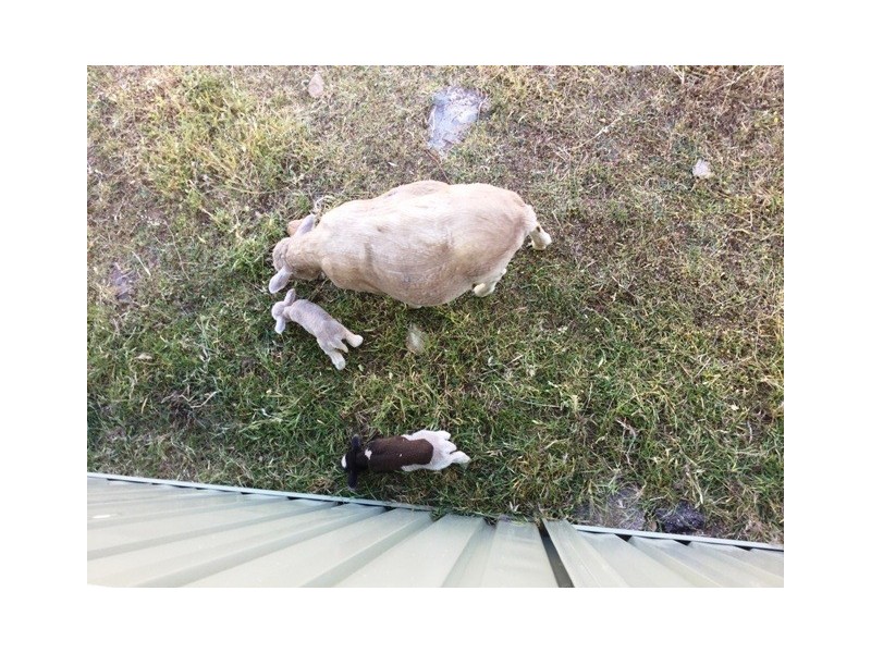 11 Mews Way, Coromandel Valley SA 5051