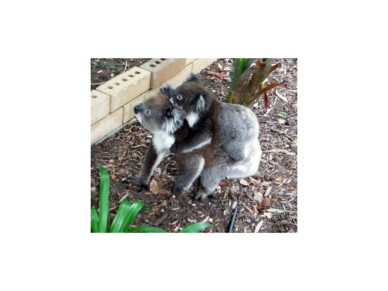 5 Orchard Grove, Hawthorndene SA 5051