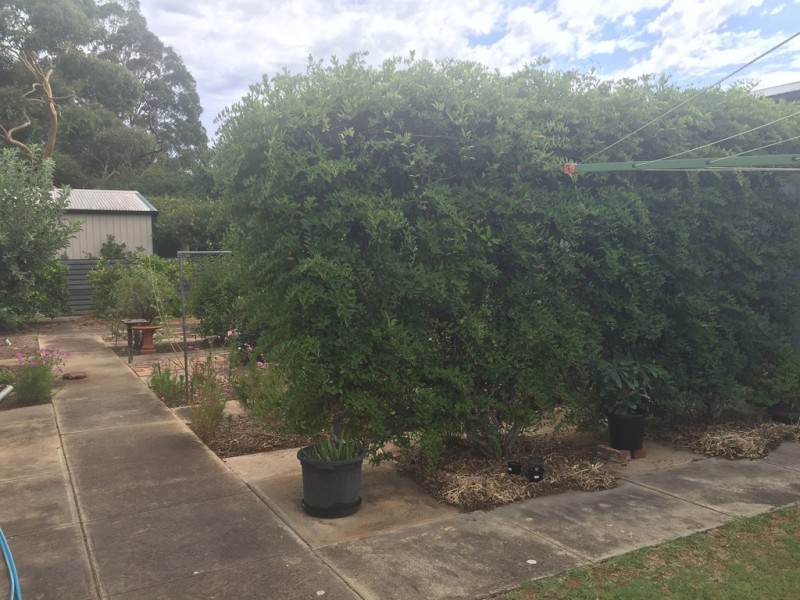 72 Avenue Road, Clarence Gardens SA 5039