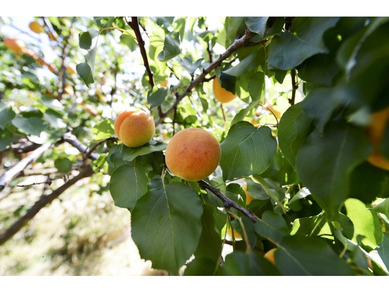 55 Bangor Road, Opossum Bay TAS 7023