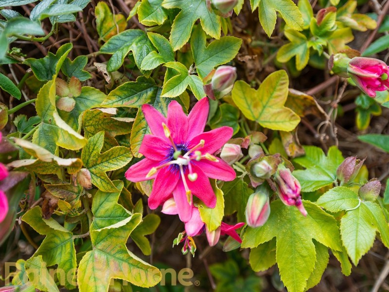 26 Barton Avenue, Triabunna TAS 7190