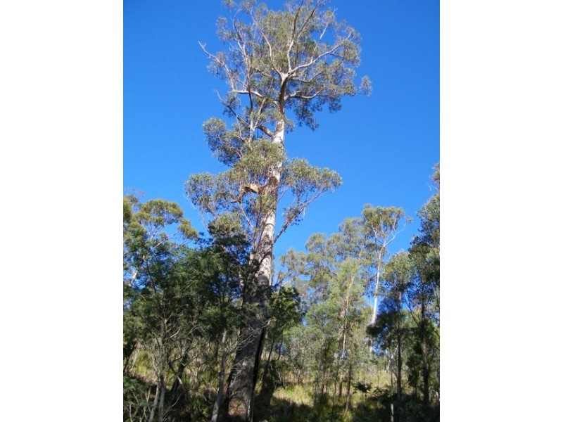 Lot 2 Montgomerey’s Road, Runnymede TAS 7190