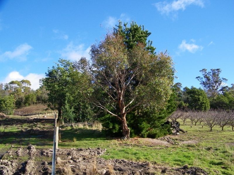 40 Henry Street, Dulcot TAS 7025