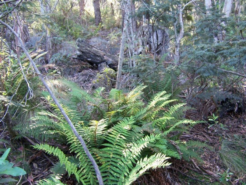 0 Off Springhill Bottom Road, Colebrook TAS 7027