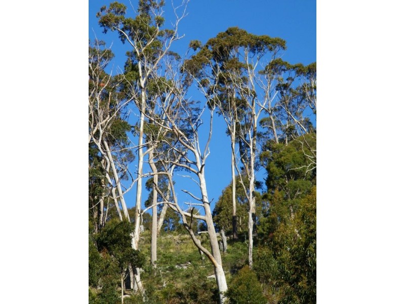 0 Off Springhill Bottom Road, Colebrook TAS 7027