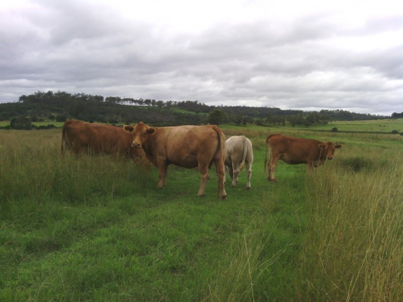 Kinleymore QLD 4613