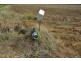 Mondure QLD 4611