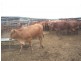 Windera QLD 4605