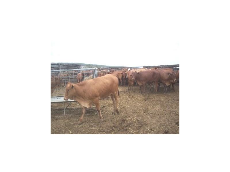 Windera QLD 4605