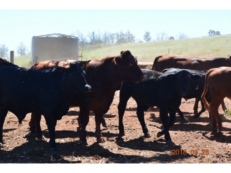 144 Cridlands Road, Abbeywood QLD 4613