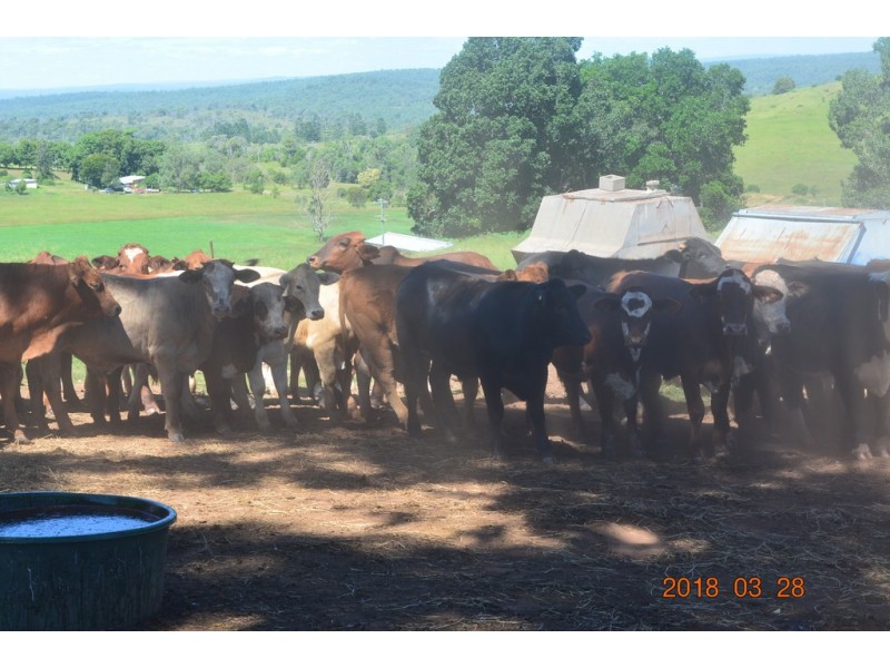 144 Cridlands Road, Abbeywood QLD 4613