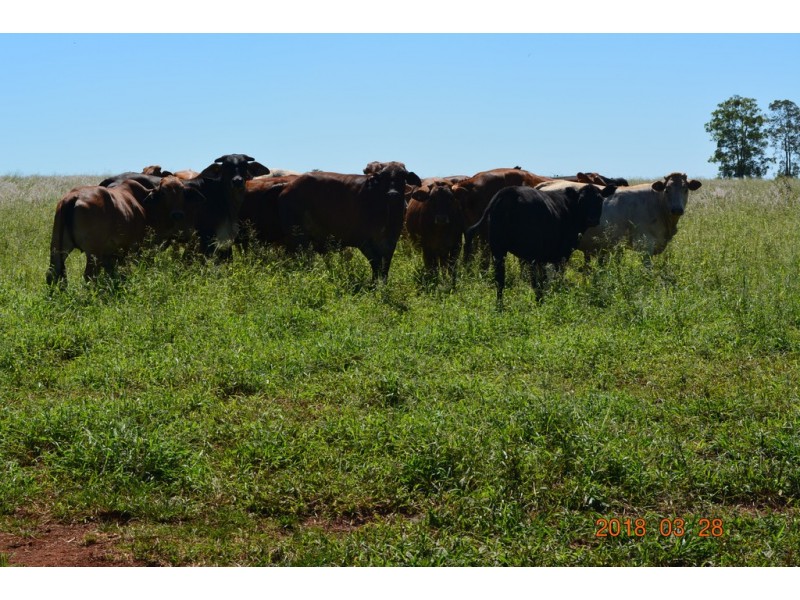 144 Cridlands Road, Abbeywood QLD 4613