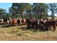 Wooroolin QLD 4608