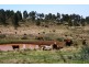 Kingaroy QLD 4610