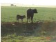 Kingaroy QLD 4610