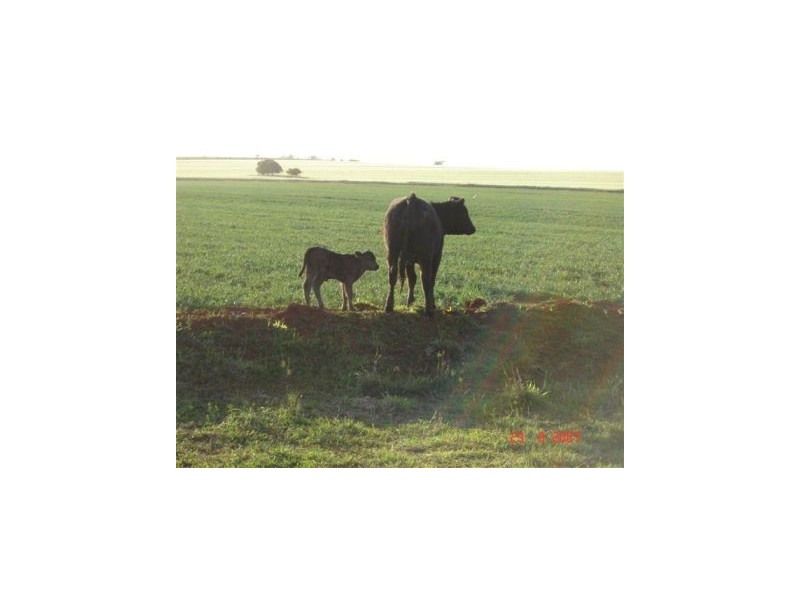 Kingaroy QLD 4610