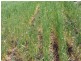 Kinleymore QLD 4613