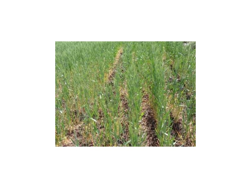Kinleymore QLD 4613