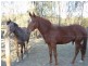 Kilkivan QLD 4600
