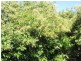 Blackbutt QLD 4306