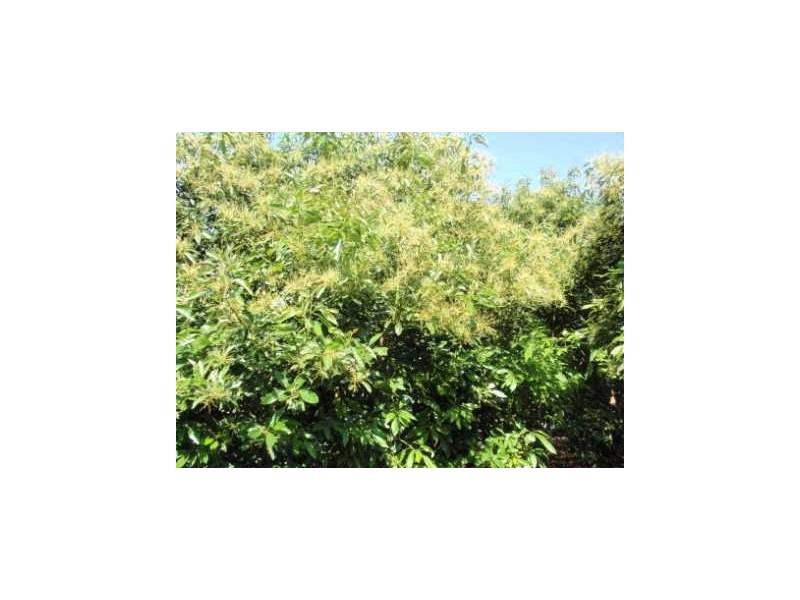 Blackbutt QLD 4306