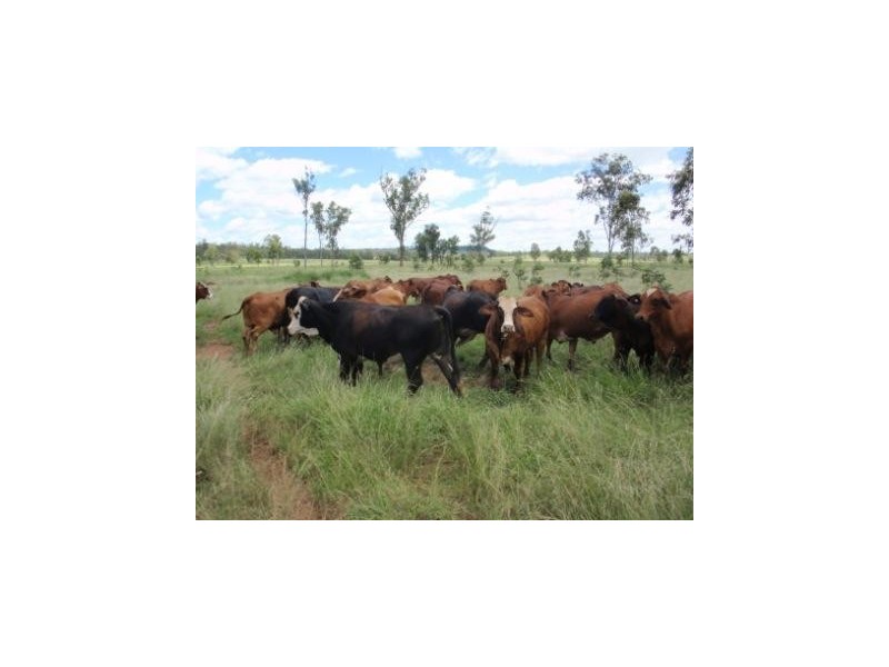 Hawkwood QLD 4626