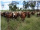 Hawkwood QLD 4626