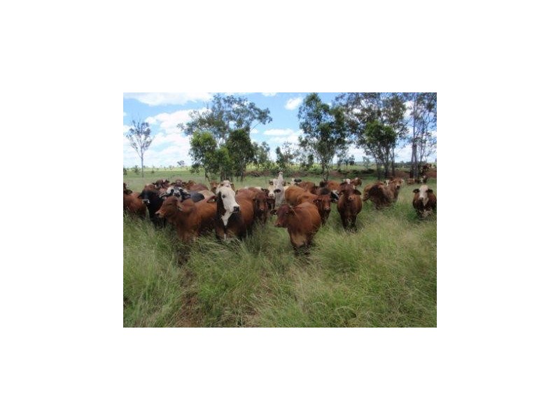 Hawkwood QLD 4626