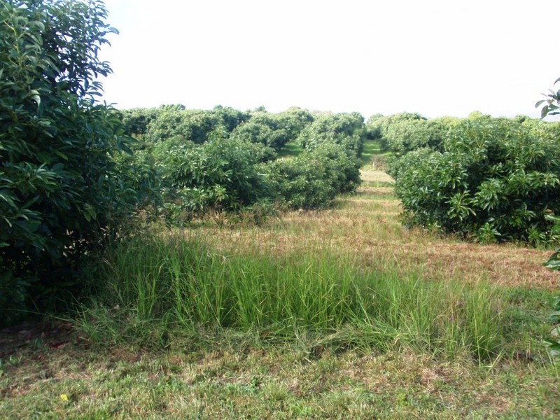 Blackbutt QLD 4306