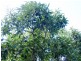 Blackbutt QLD 4306