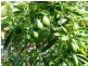 Blackbutt QLD 4306