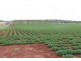 Kingaroy QLD 4610