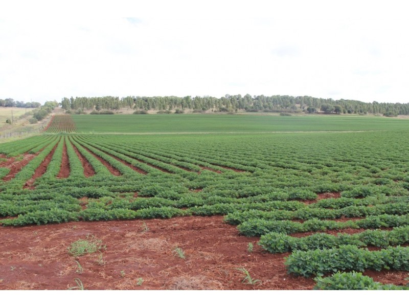 Kingaroy QLD 4610