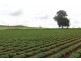 Kingaroy QLD 4610