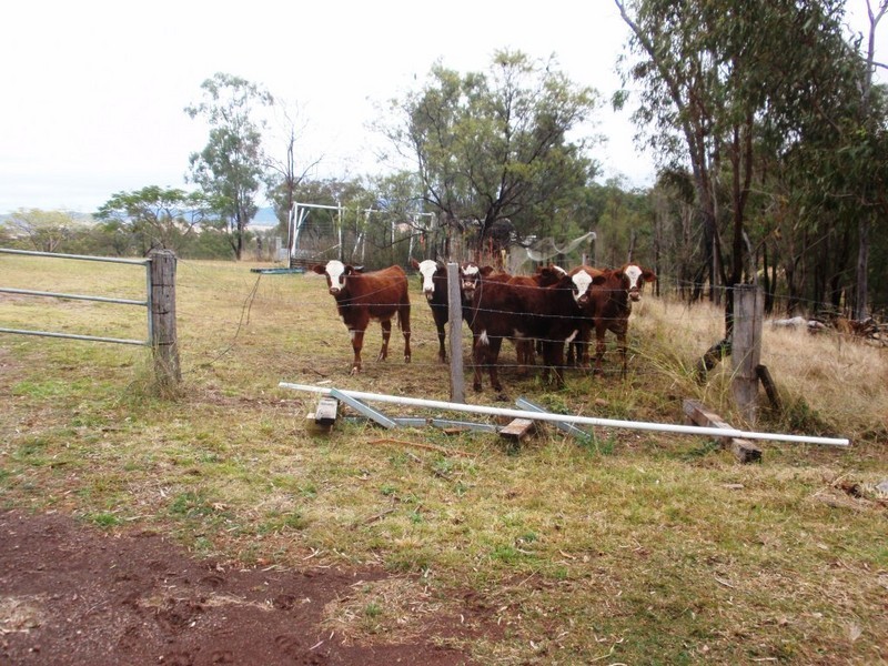 Cinnabar QLD 4600