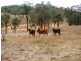 Cinnabar QLD 4600