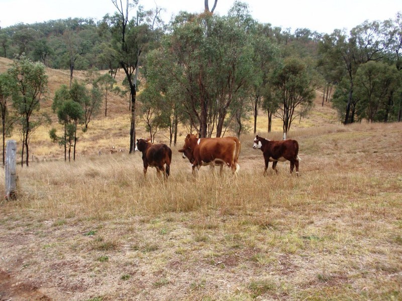 Cinnabar QLD 4600